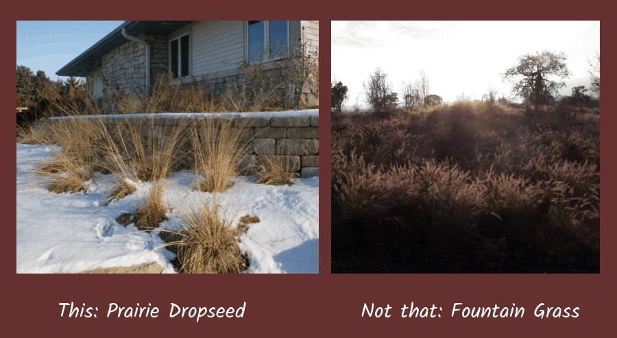prairie dropseed versus fountain grass