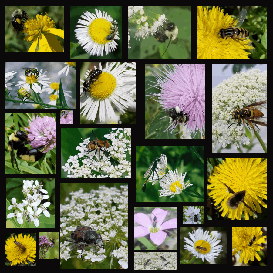 insects on weedy plants