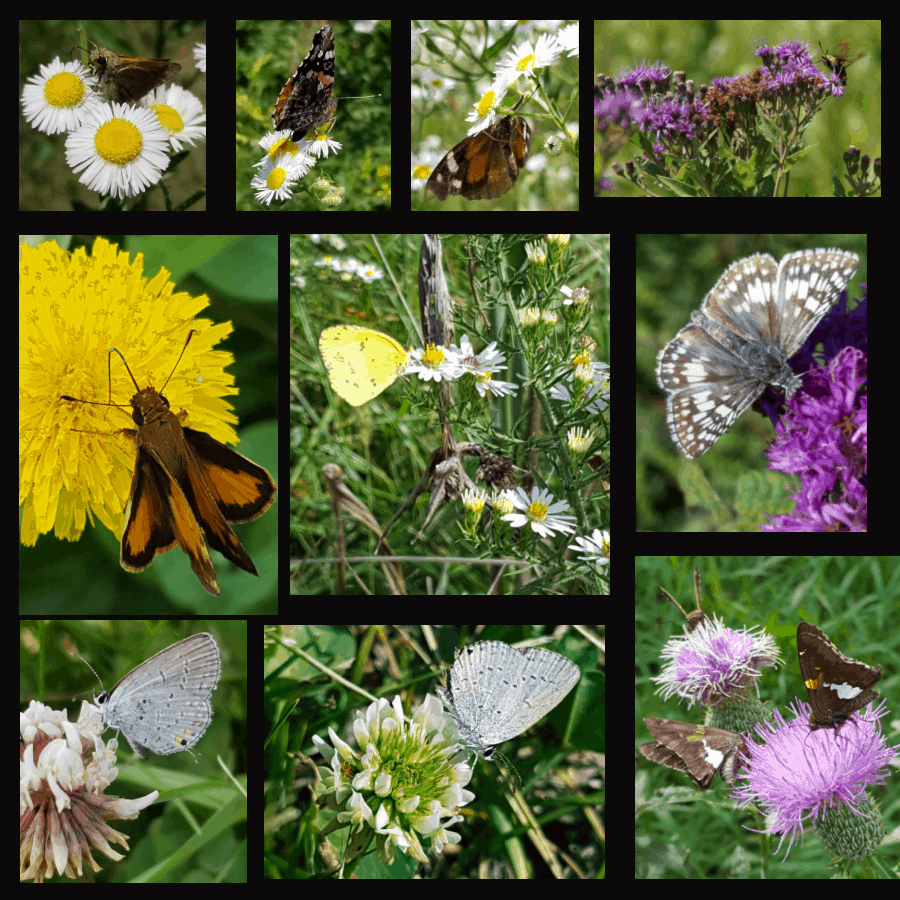 moth and butterflies on weedy plants