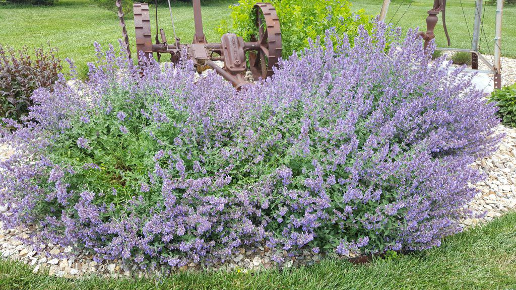 catmint walkers low with purple flower