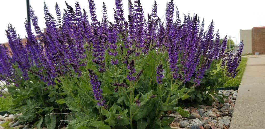 salvia may nigh has purple flowers