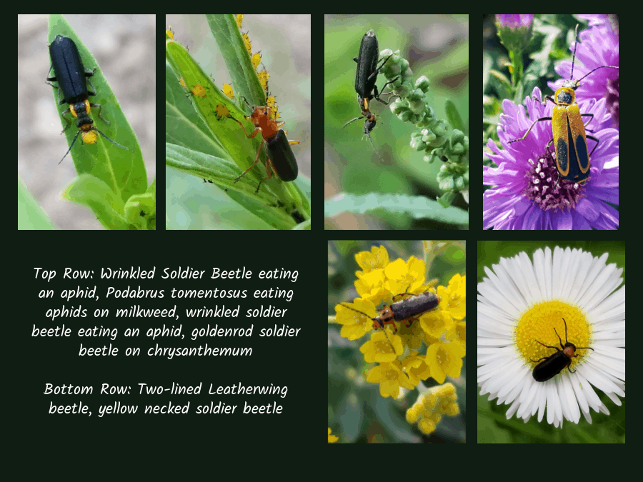 beneficial soldier beetles