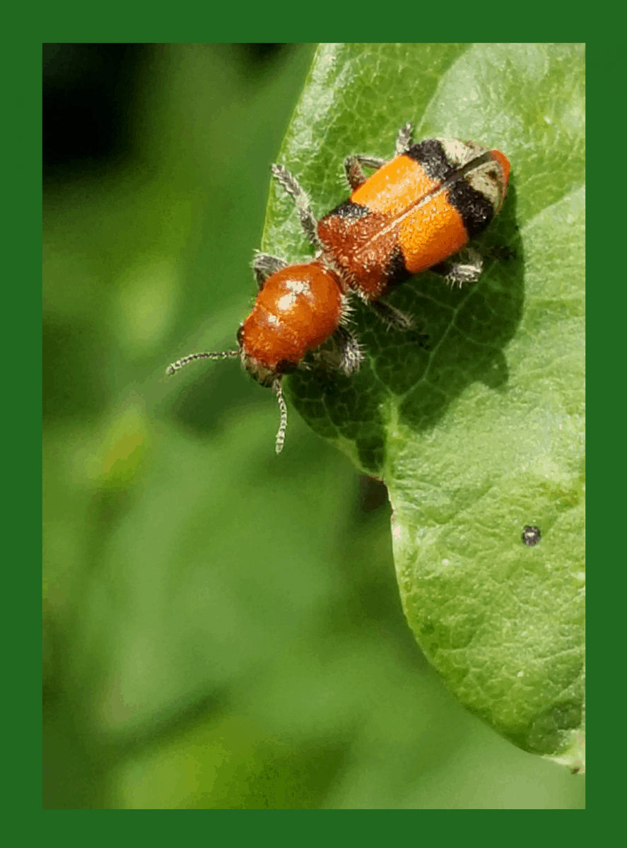 beneficial checkered beetle