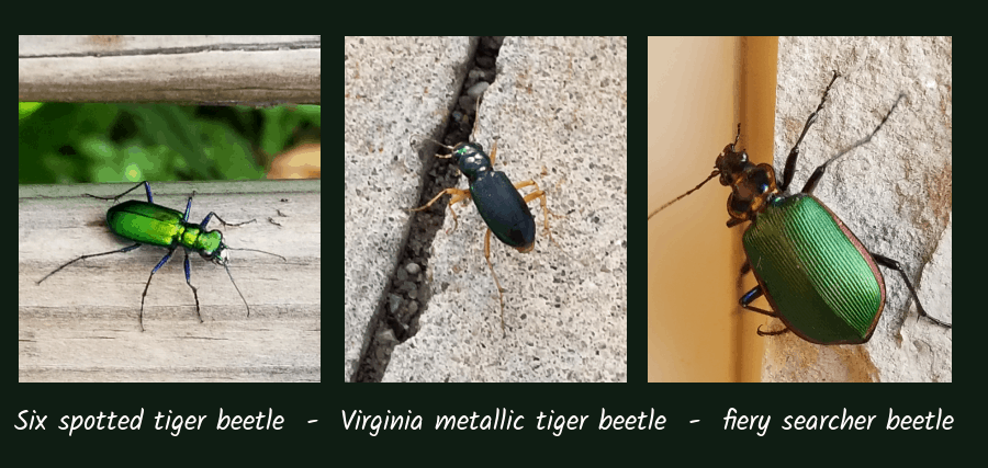 beneficial ground beetles