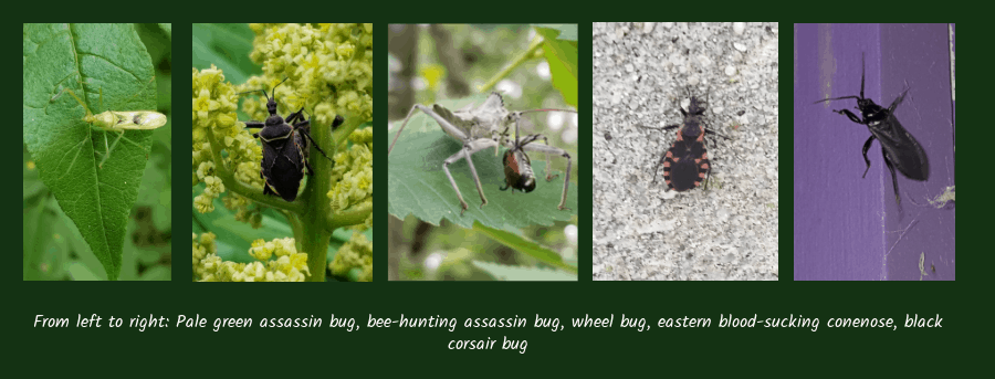 beneficial assassin bugs