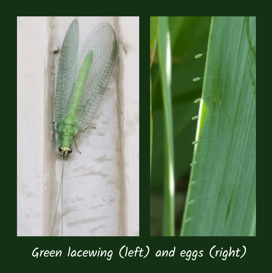 beneficial lacewings