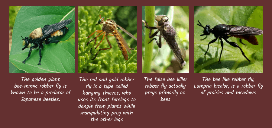 beneficial robber flies