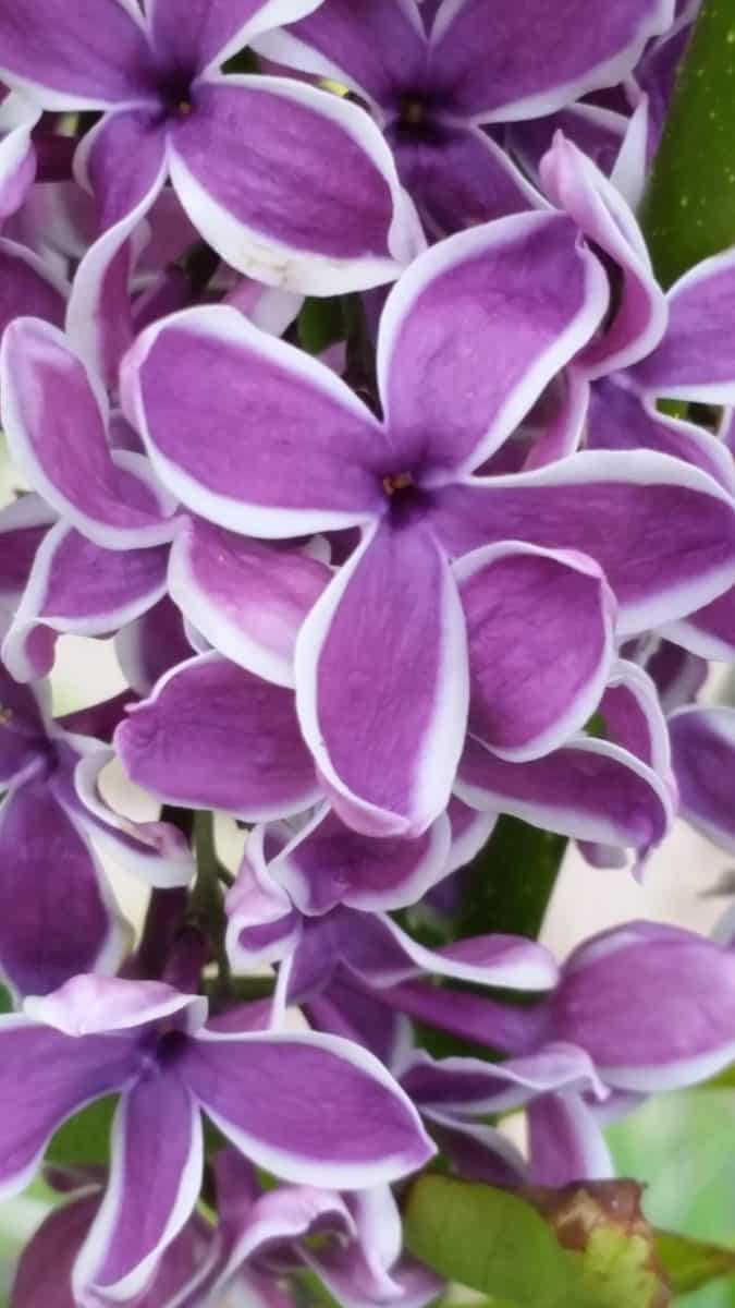 sensation lilac flowers