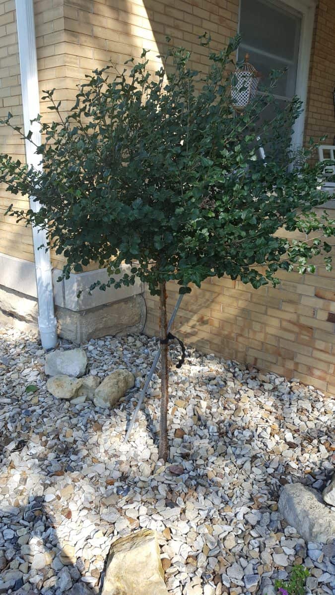 Dwarf Korean lilac on standard