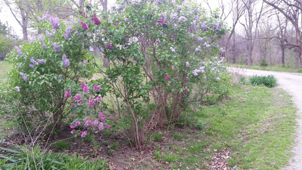 common lilacs