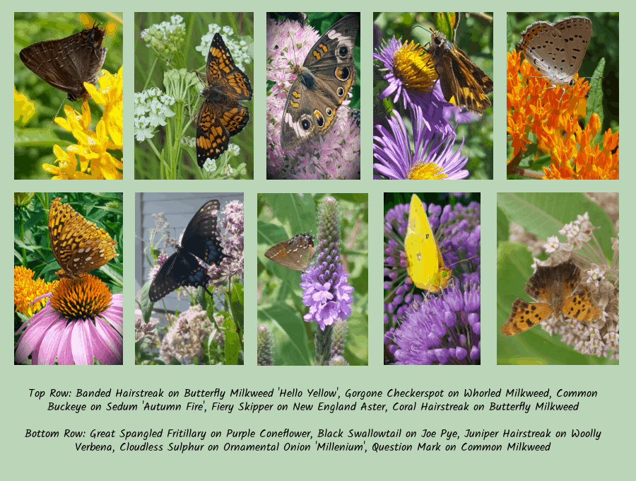 butterflies on top perennials for butterfly gardens'