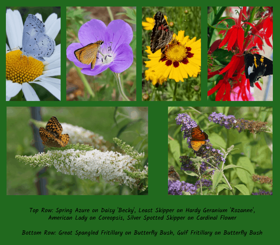 other perennials for butterfly gardens