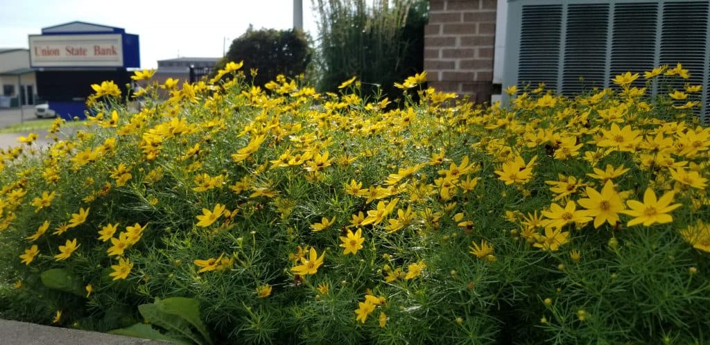 easy to grow coreopsis