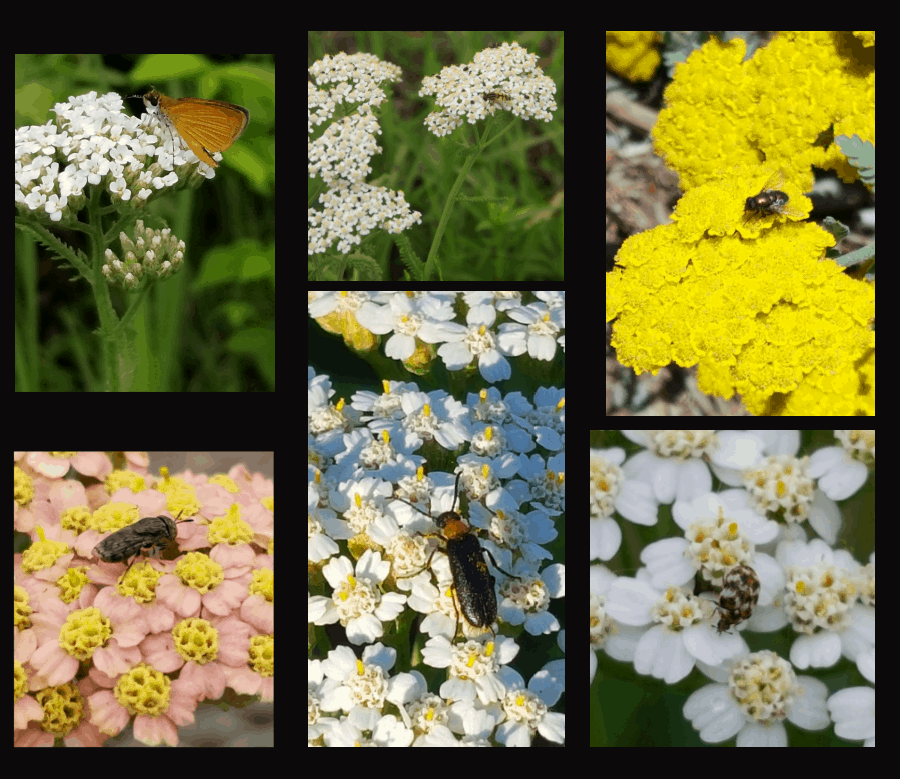 pollinators of yarrow