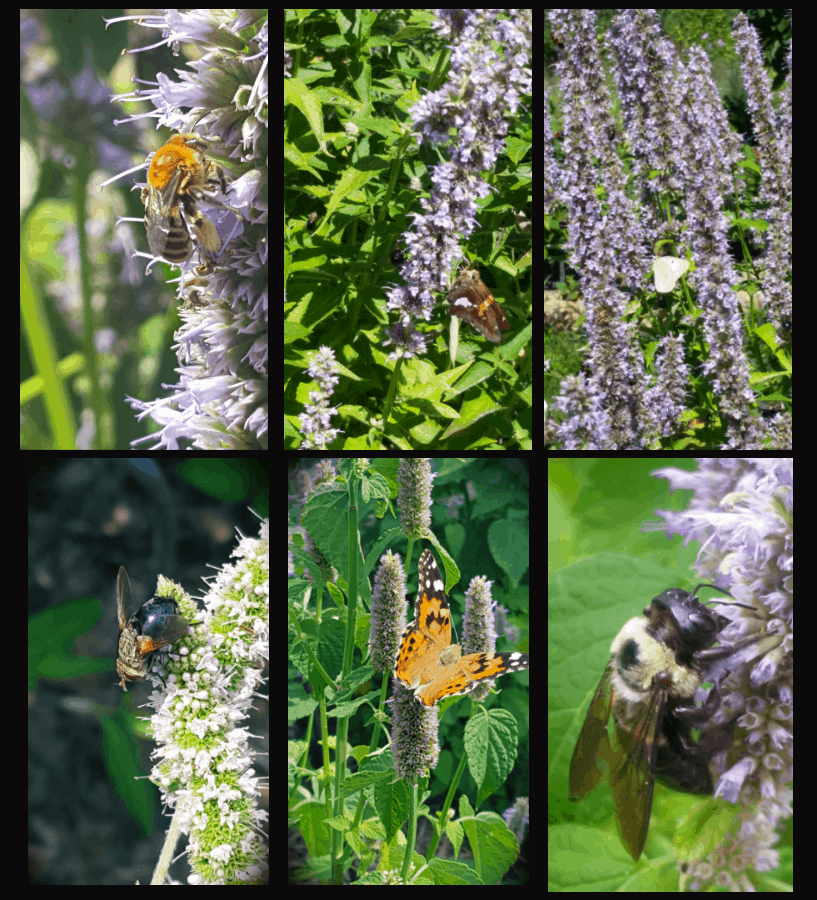 pollinators of hummingbird mint
