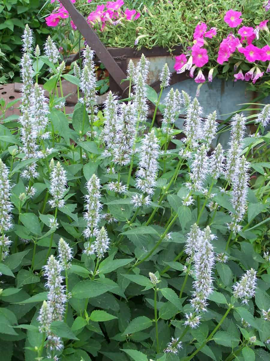 easy to grow hummingbird mint 'Blue Fortune'