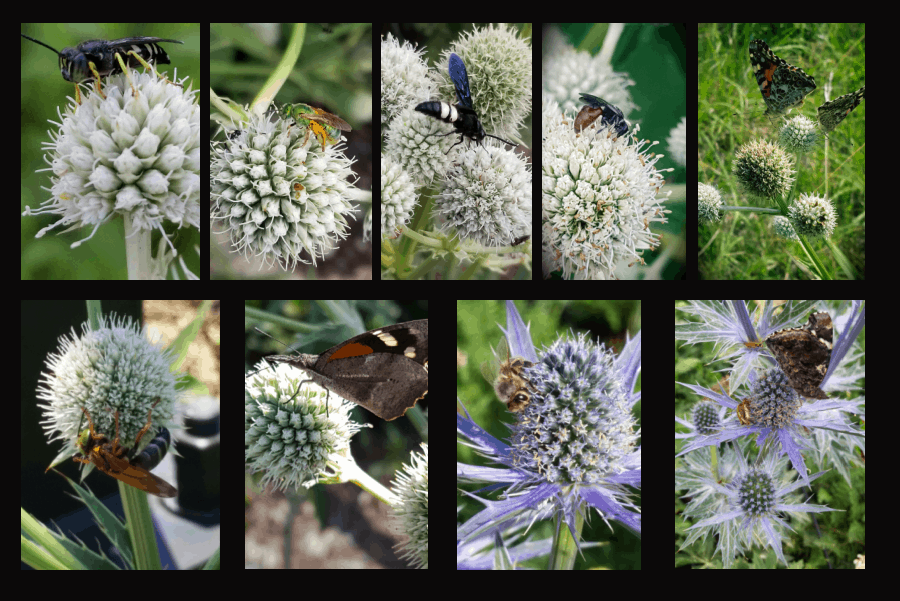 pollinators of eryngium