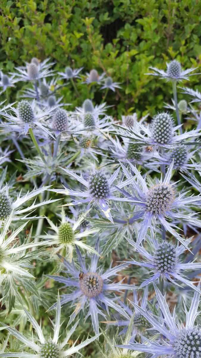 easy to grow Blue Hobbit Sea holly