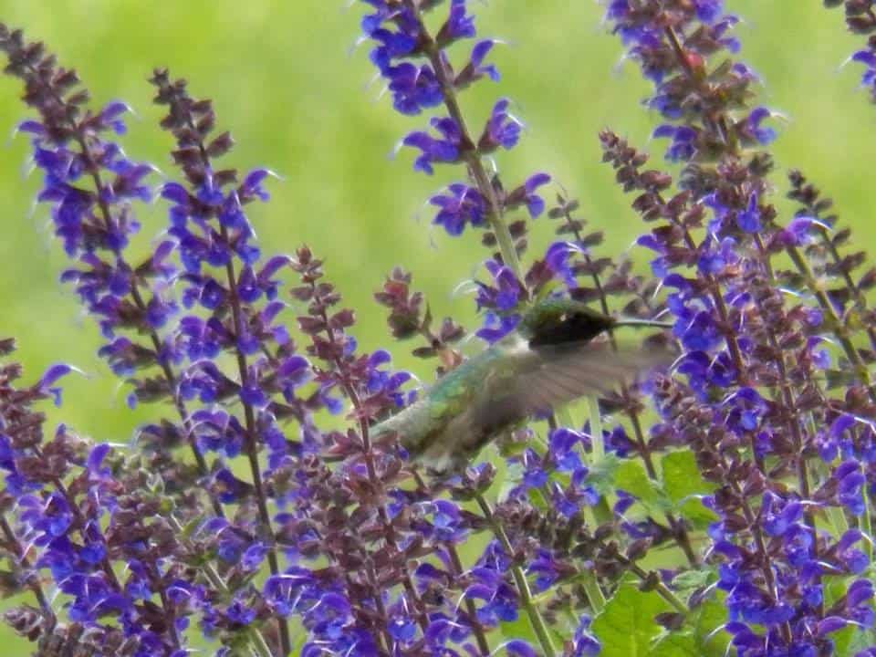 ruby throated hummingbird