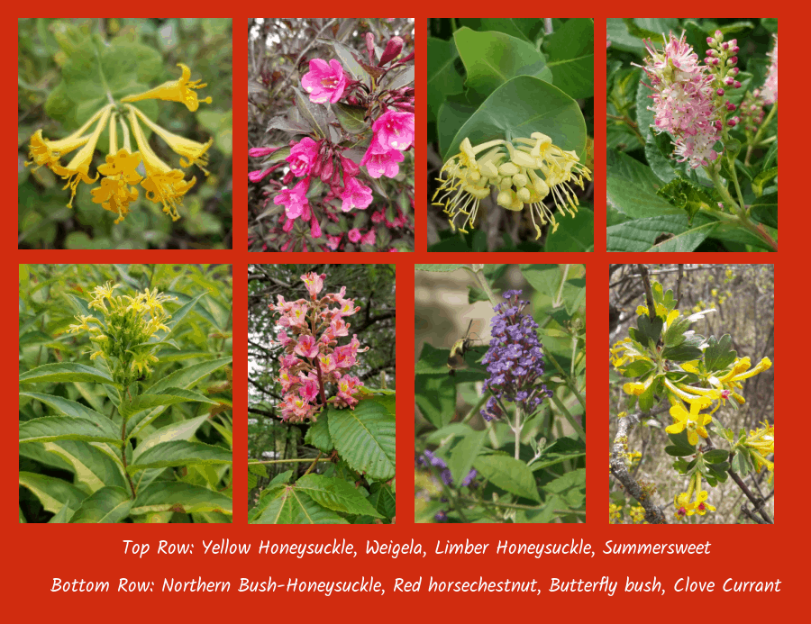 Flowering shrubs to attract hummingbirds