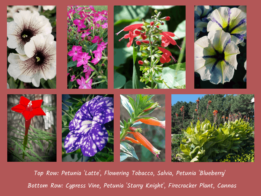 annual flowers for hummingbirds