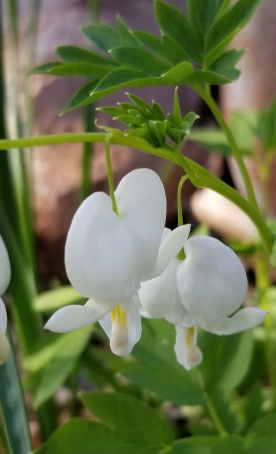 'Alba' bleeding heart has white flowers