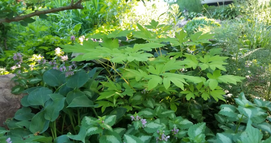 'Gold Heart' bleeding heart