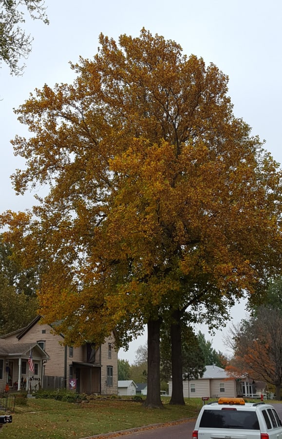 tulip tree in the urban tree canopy
