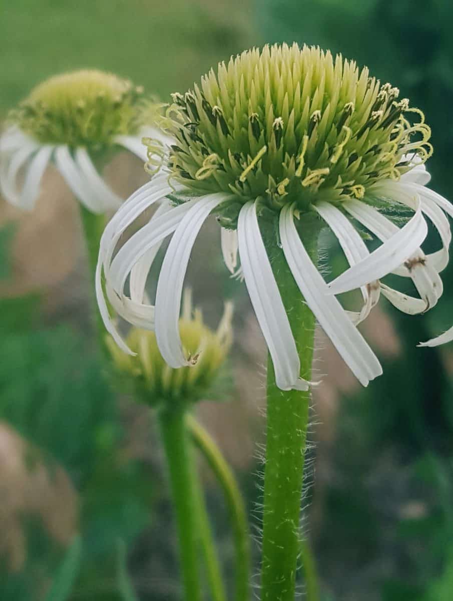 Echinacea pallida