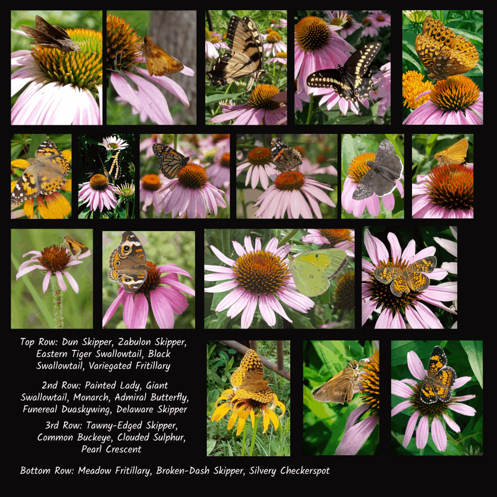 butterfly pollinators of coneflowers