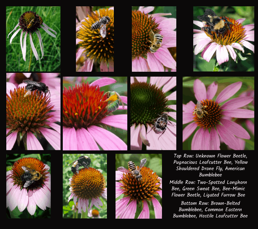 pollinators of coneflowers