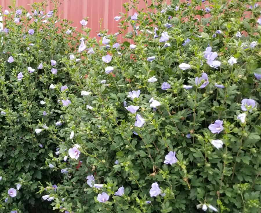rose of Sharon hedge