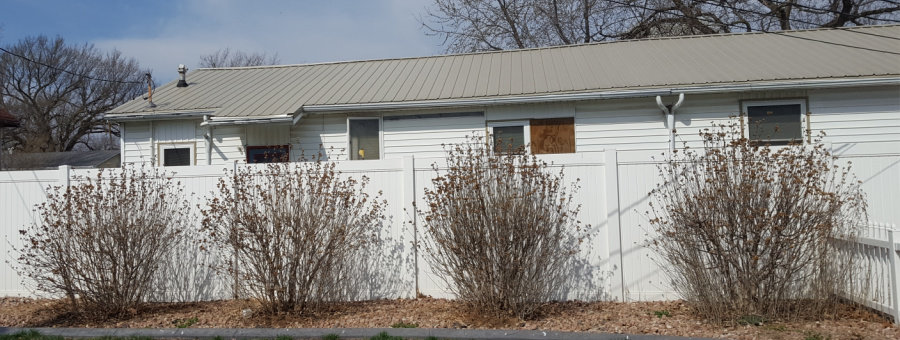 rose of Sharon waiting to be cut back