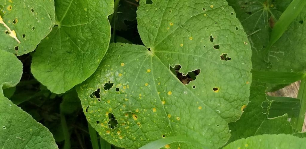 hollyhock rust