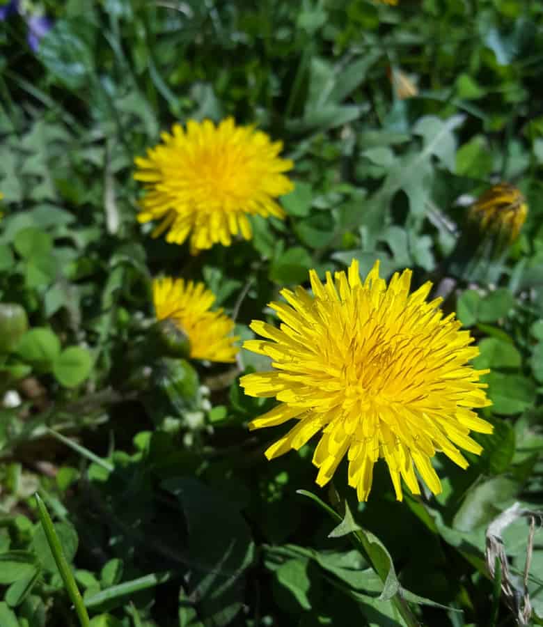 lawn care versus dandelions