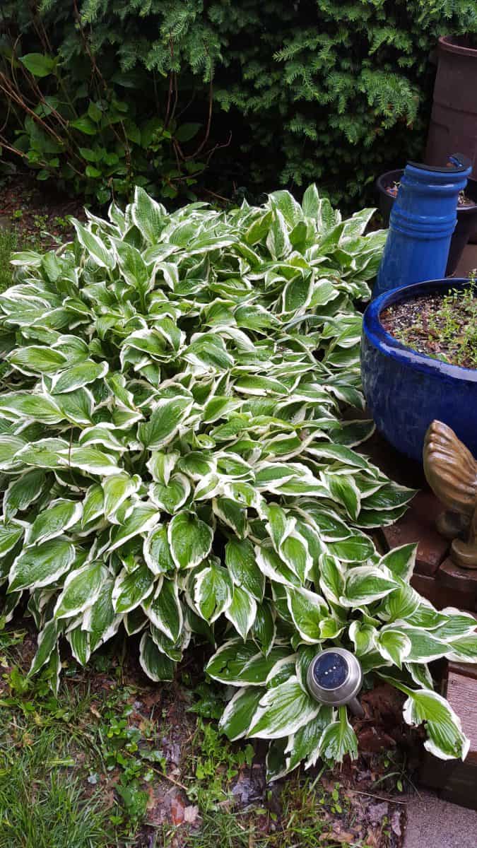 patriot hosta