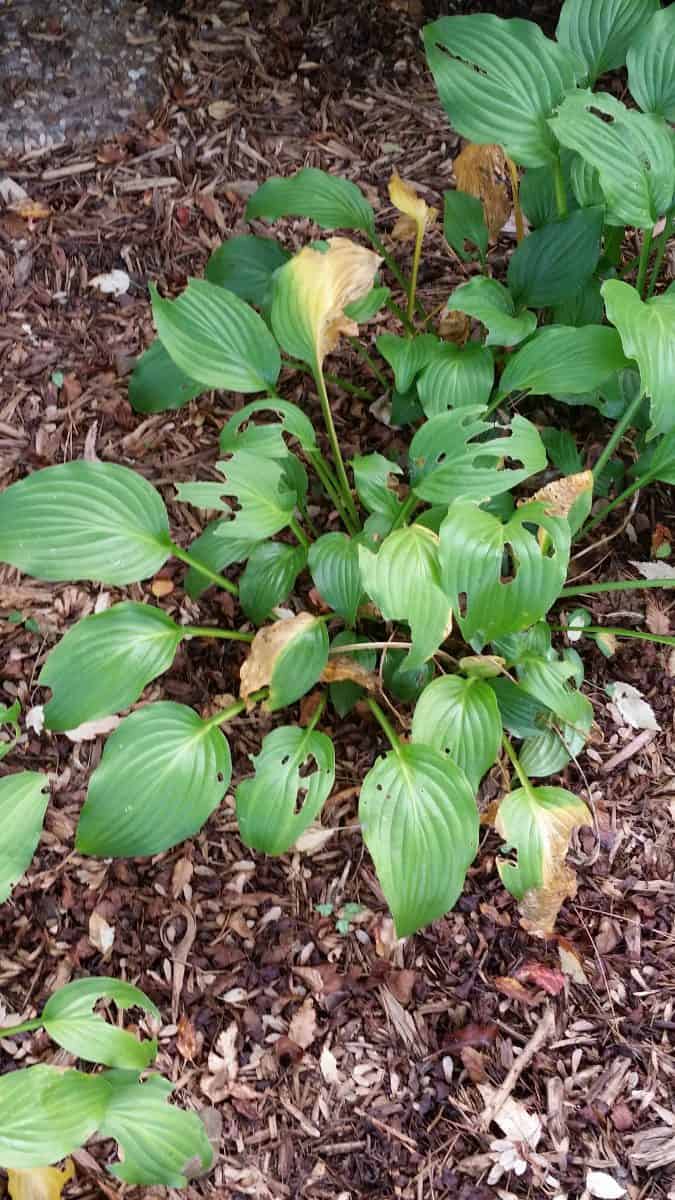 hosta problems