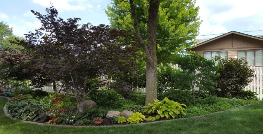shade gardens are perfect for Lenten roses