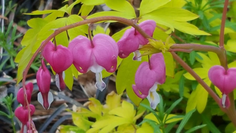 dicentra is a good companion of helleborus