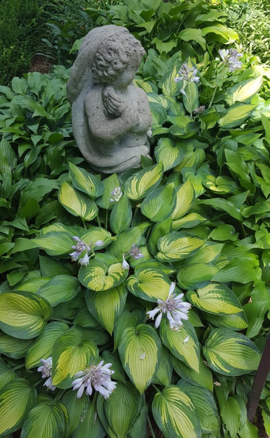 hostas as a companion for Lenten roses
