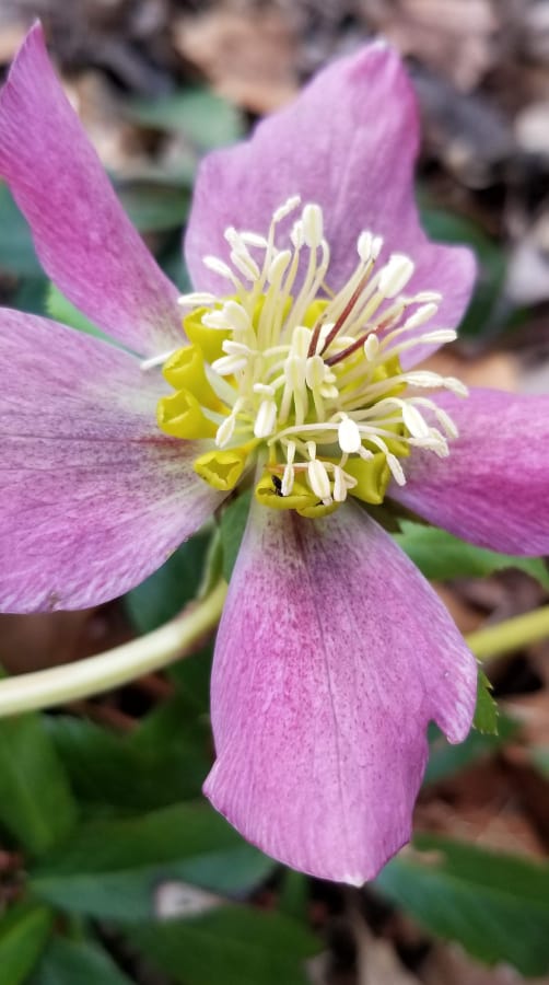 The author's Lenten Rose