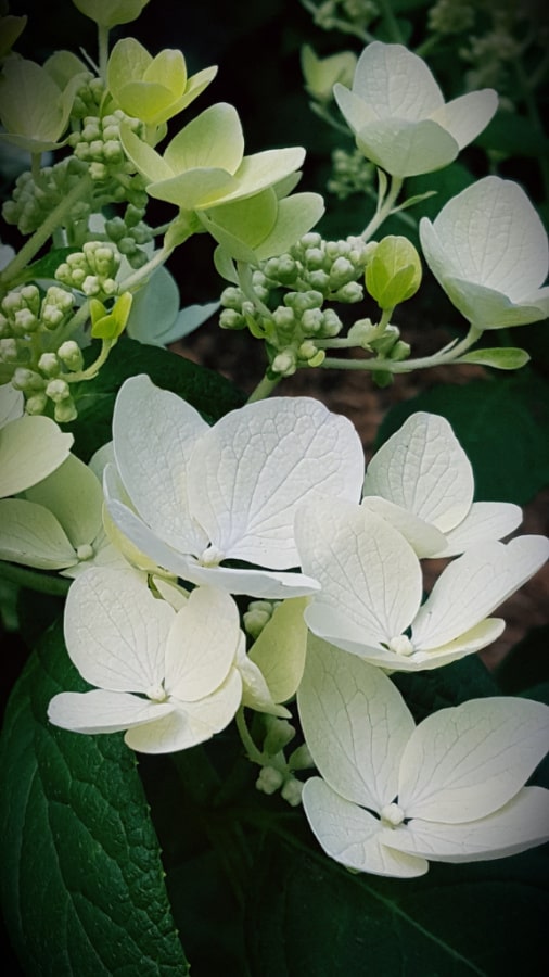 White diamonds hydrangea
