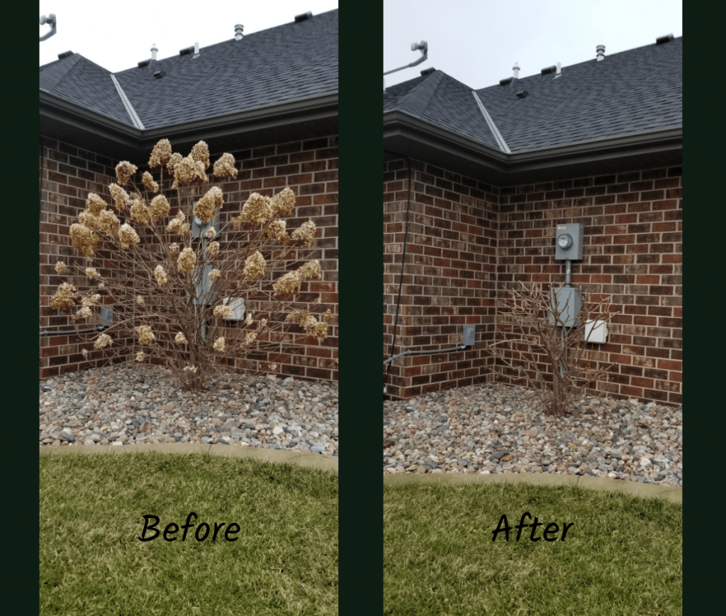 pruning panicle hydrangeas