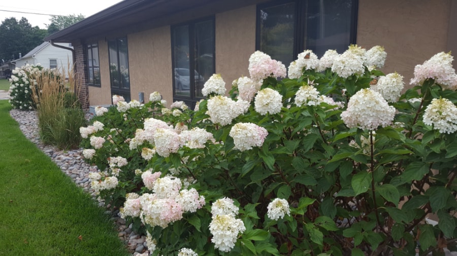 Vanilla strawberry hydrangeas