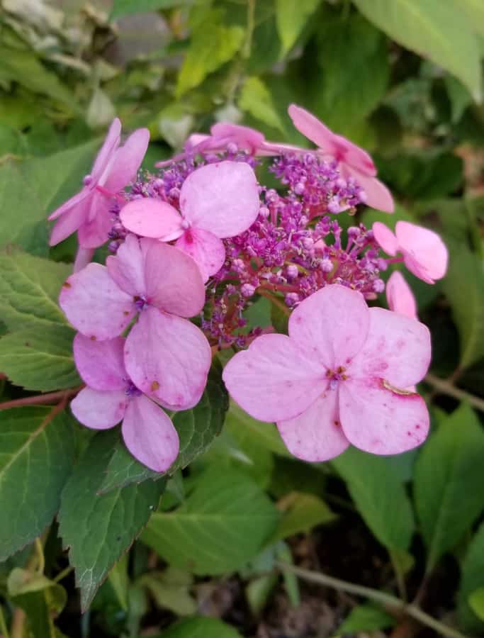 Tuff Stuff mountain hydrangea