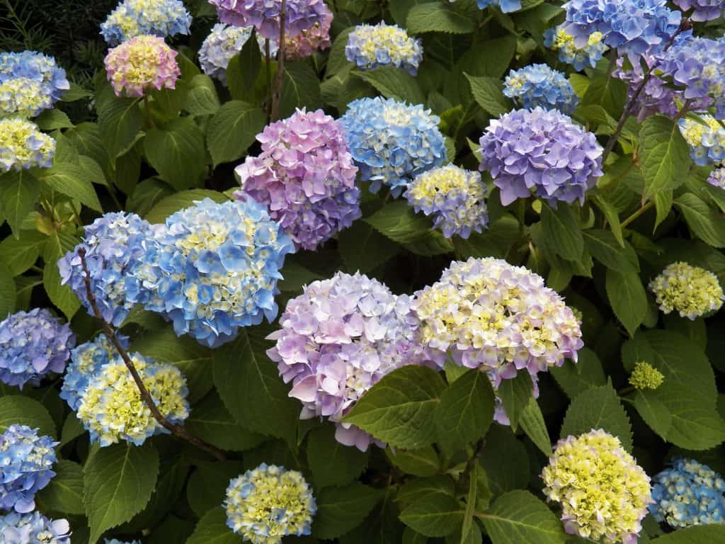 endless summer hydrangea