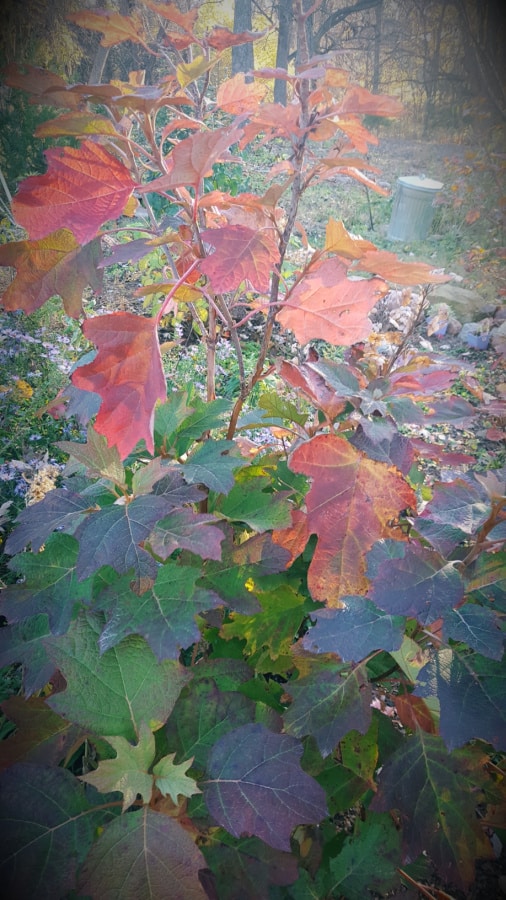 oakleaf hydrangea fall color