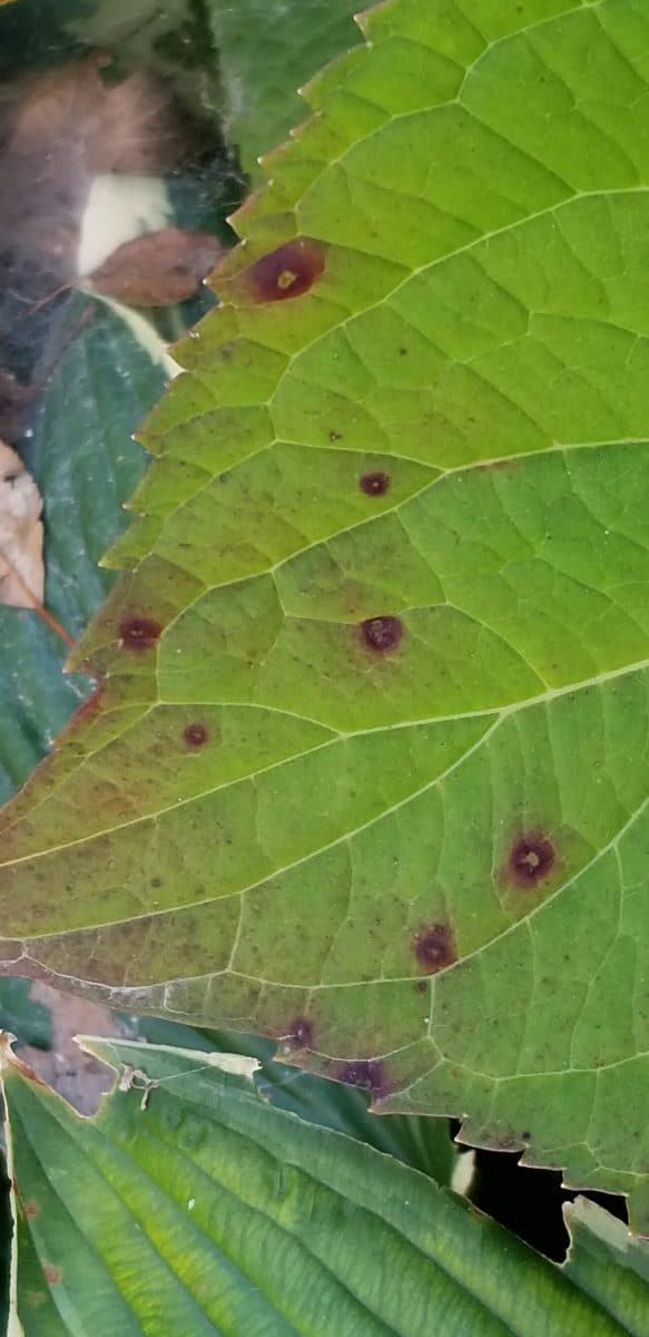 hydrangea leaf spots