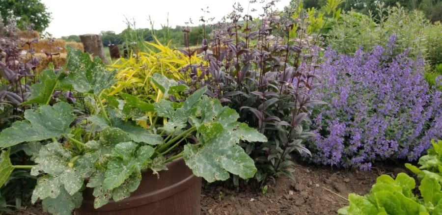 edibles and ornamentals