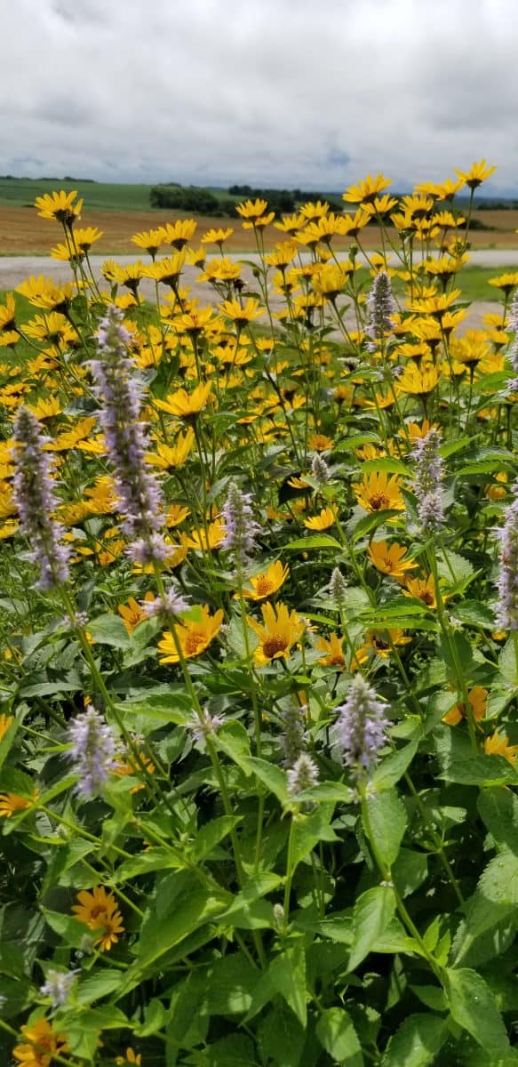 long blooming flowers